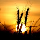 Sunset #1